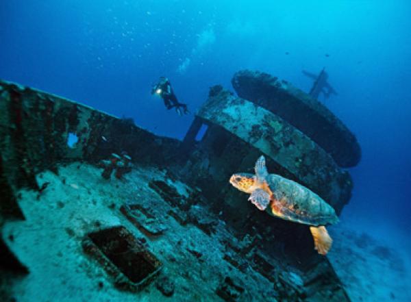 Mama Viña Wreck