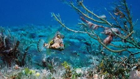 BARRACUDA